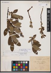 Salix bicolor subsp. basaltica (H. J. Coste) I. V. Belyaeva